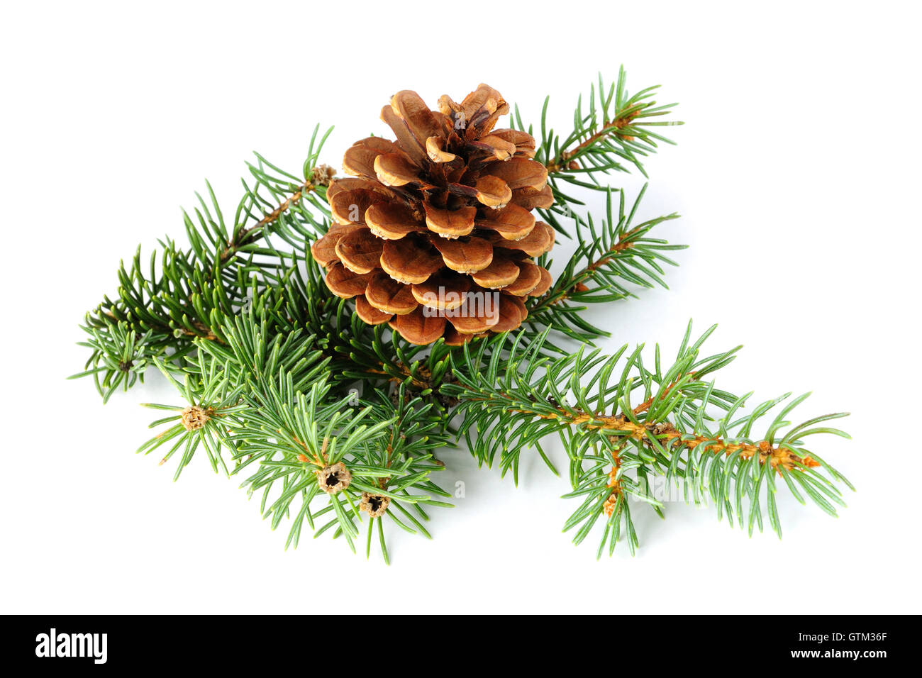 Spruce branch and fir cone isolated on white background Stock Photo - Alamy