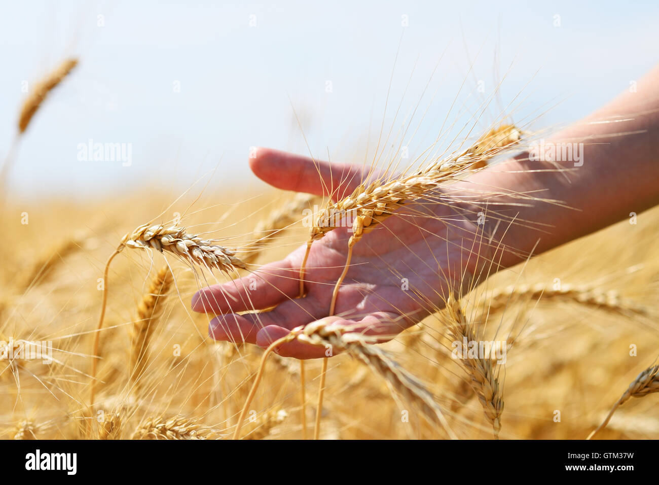 Golden ears of wheat in hand Stock Photo - Alamy