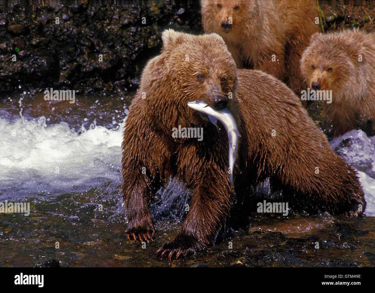 Grizzly bear catches salmon to feed her cubs Stock Photo