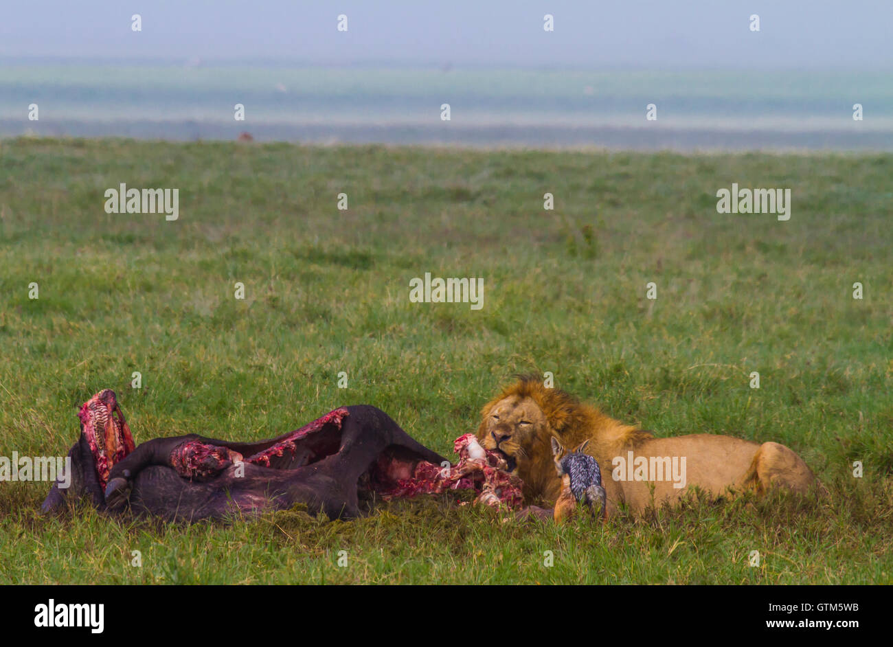 Male lion feeds on cape buffalo taken down by females in the pride, Ngorongoro Crater, Tanzania. Stock Photo