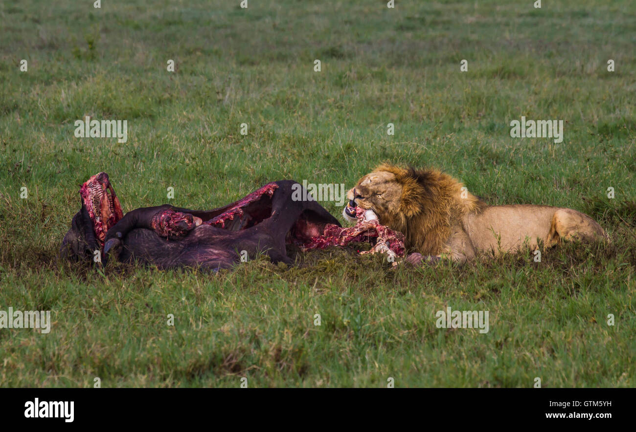 Male lion feeds on cape buffalo taken down by females in the pride, Ngorongoro Crater, Tanzania. A jackal in foreground, Stock Photo