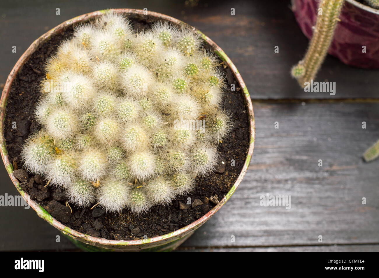 Potted cactus plant on dark wooden background Stock Photo