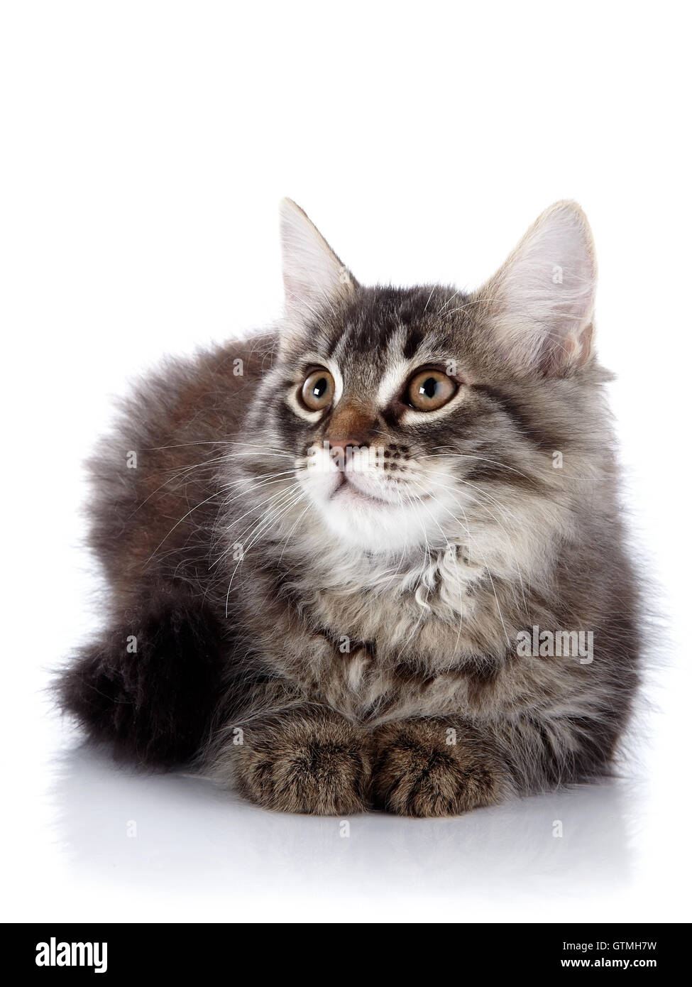 Fluffy beautiful cat on a white background Stock Photo - Alamy