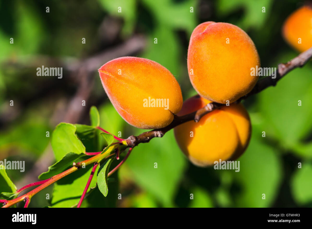 Aprocot Ripe Ripe apricots during the harvest Stock Photo - Alamy