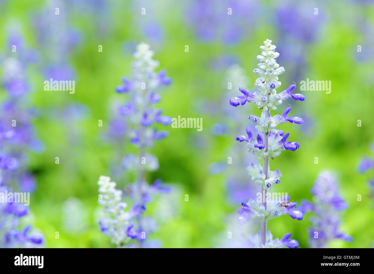 Salvia flower bed hi-res stock photography and images - Alamy