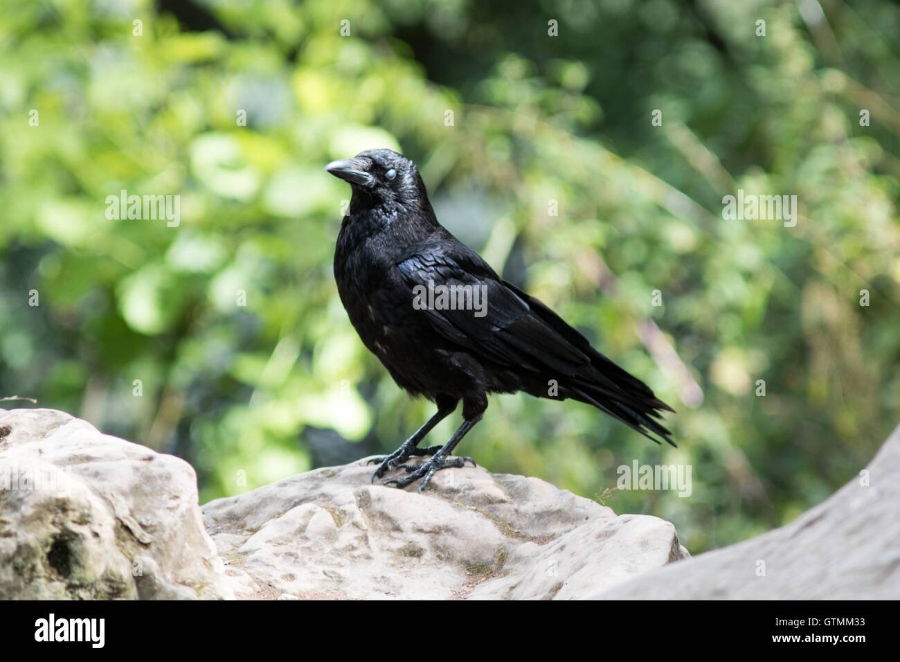 Black Bird perched on a rock Stock Photo