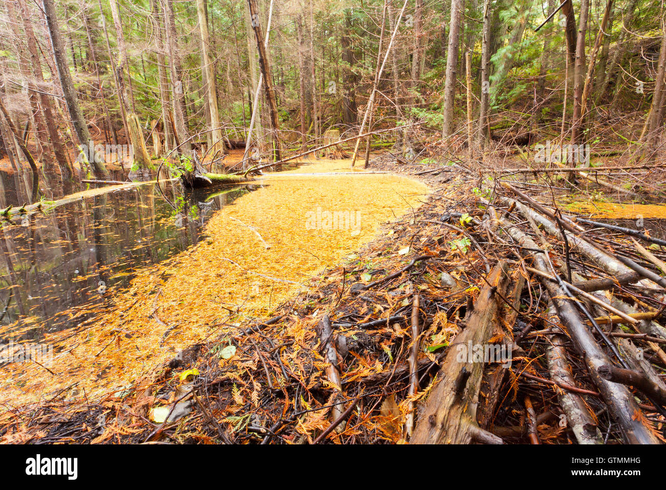Beaver dam in fall colored forest wetland swamp Stock Photo - Alamy