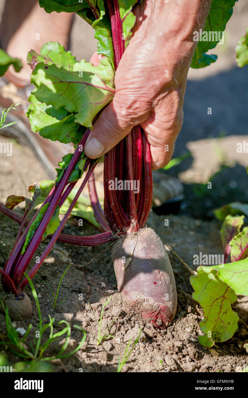 Picking beetroot leaf hi-res stock photography and images - Alamy
