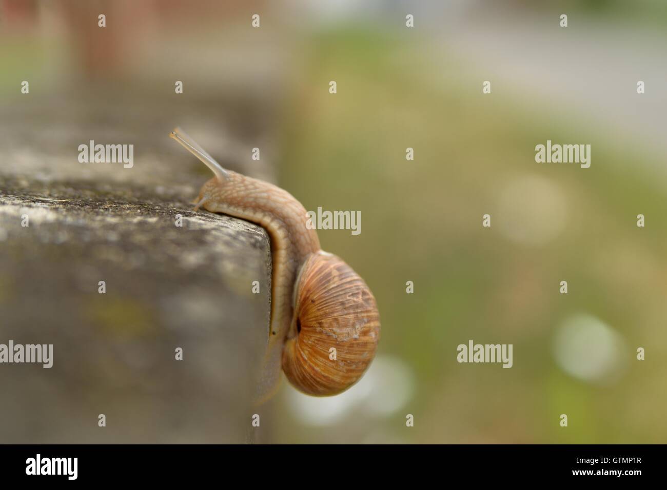 Land snail climb a right angle wall Stock Photo