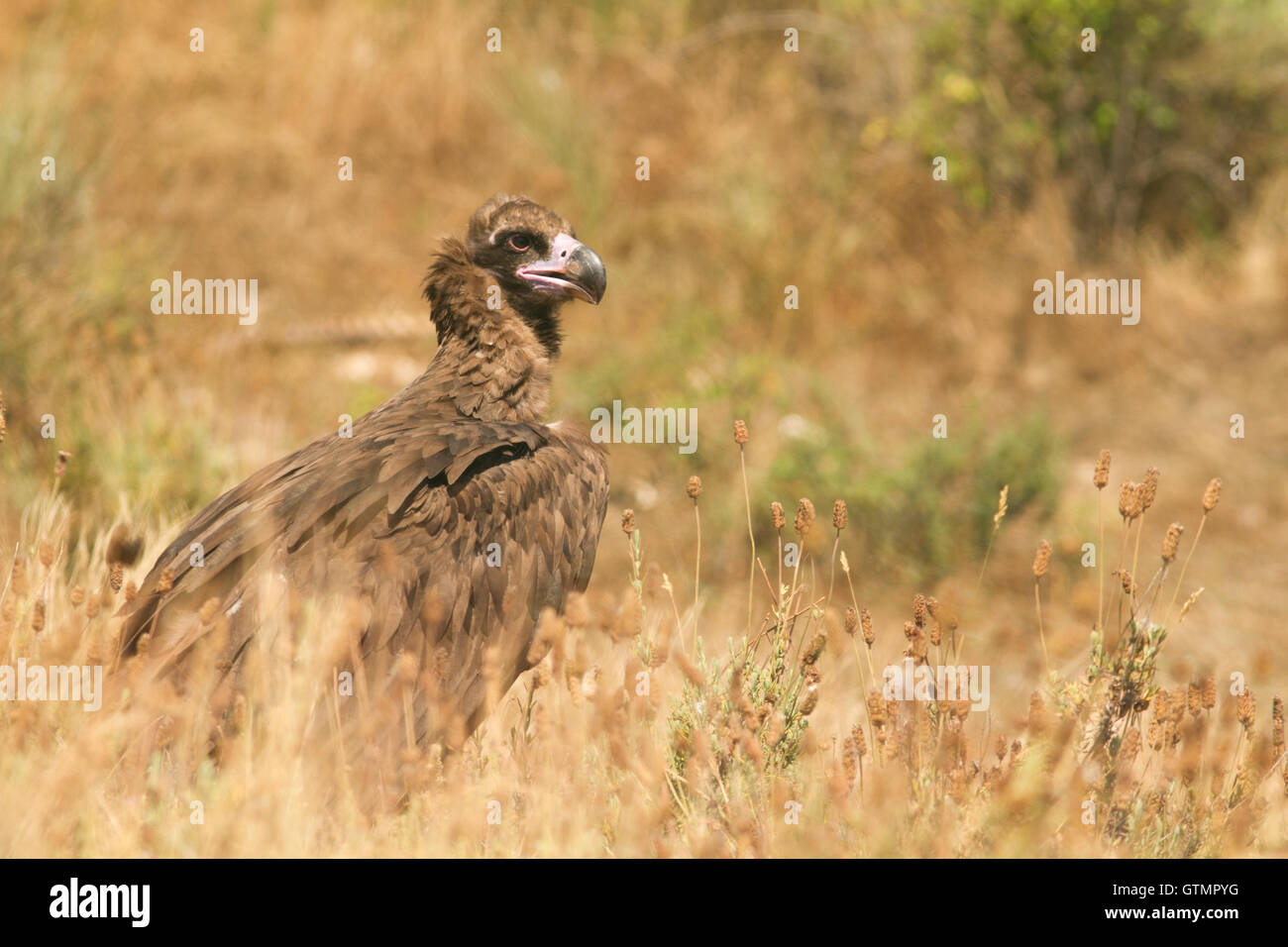 The cinereous vulture (Aegypius monachus), juvenile, Spain Stock Photo