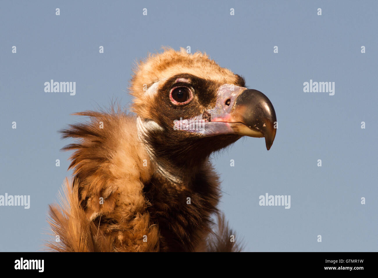 The cinereous vulture (Aegypius monachus), portrait, Spain Stock Photo