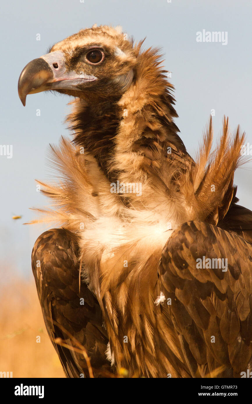The cinereous vulture (Aegypius monachus), sub-adult, Spain Stock Photo