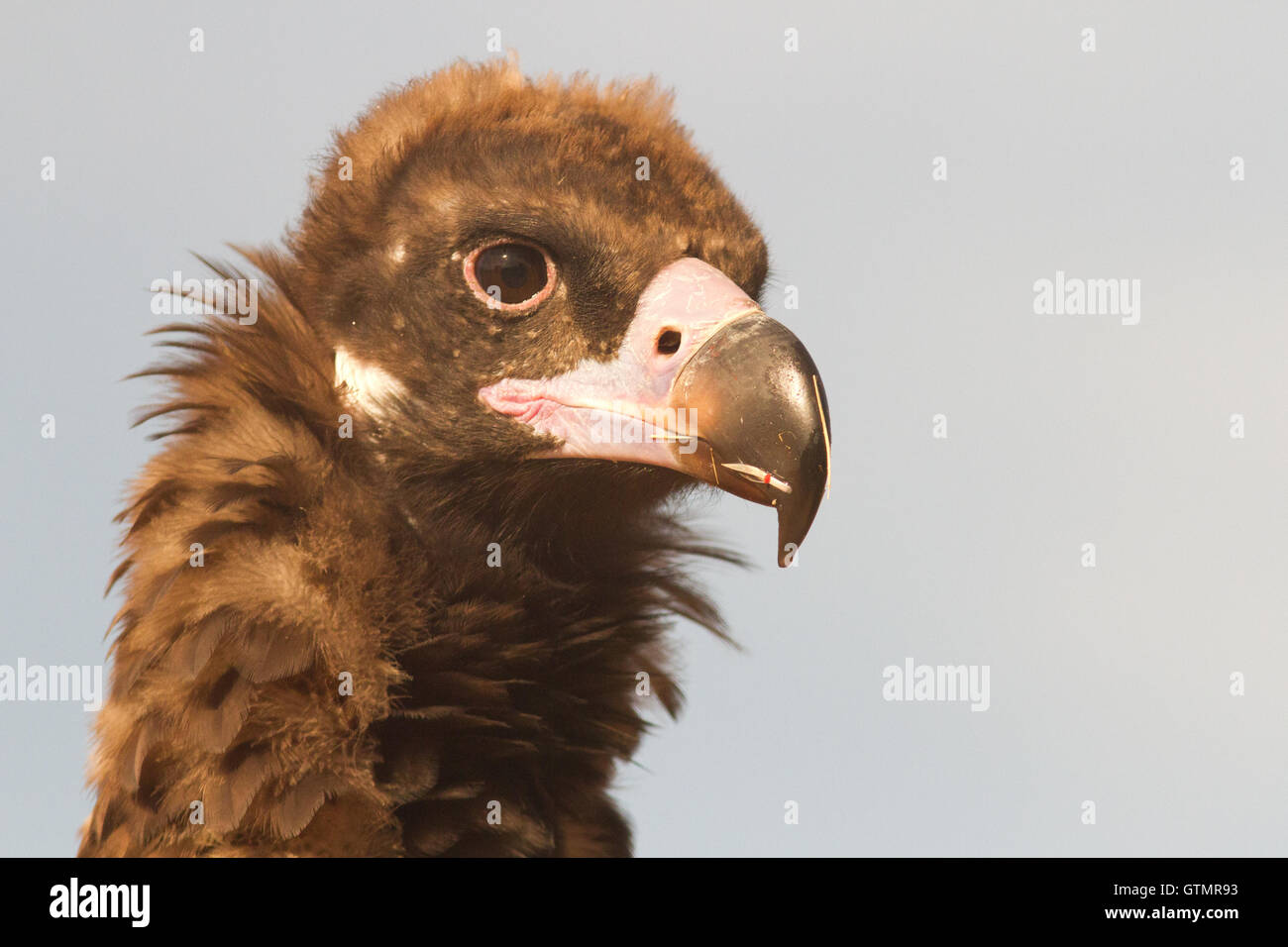 The cinereous vulture (Aegypius monachus), yuvenile, portrait, Spain Stock Photo