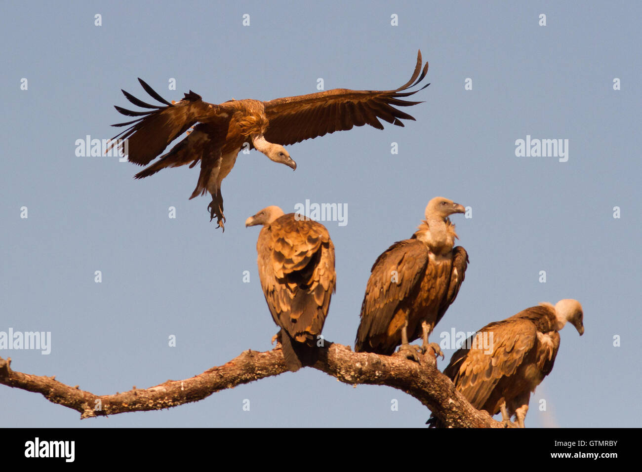 Griffon vulture (Gyps fulvus) is landing on perch with other birds, Spain Stock Photo