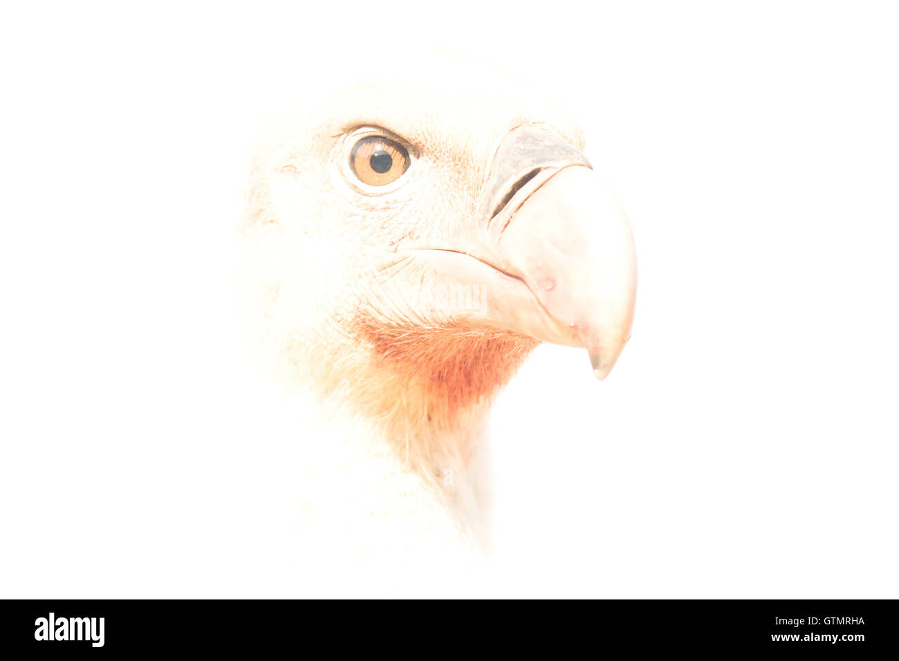 Griffon vulture (Gyps fulvus), portrait of an adult, 'High key technique', white background, Spain. Stock Photo