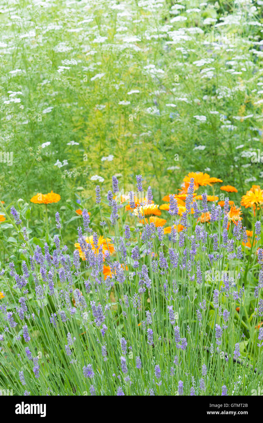 Lavandula.  Lavender in an english herb garden Stock Photo