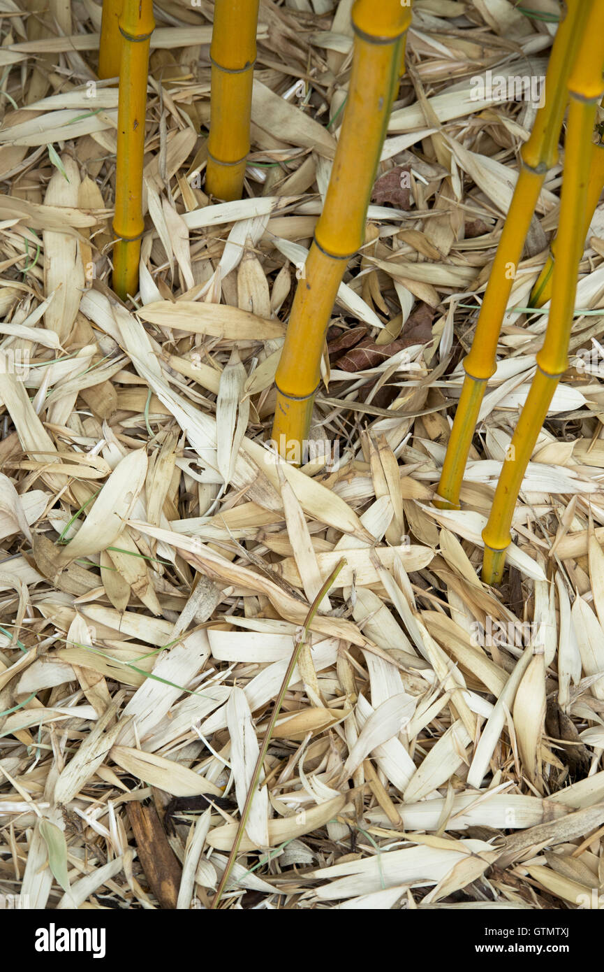 Phyllostachys Aureosulcata f. Spectabilis. Dead Yellow groove bamboo leaves on the ground Stock Photo