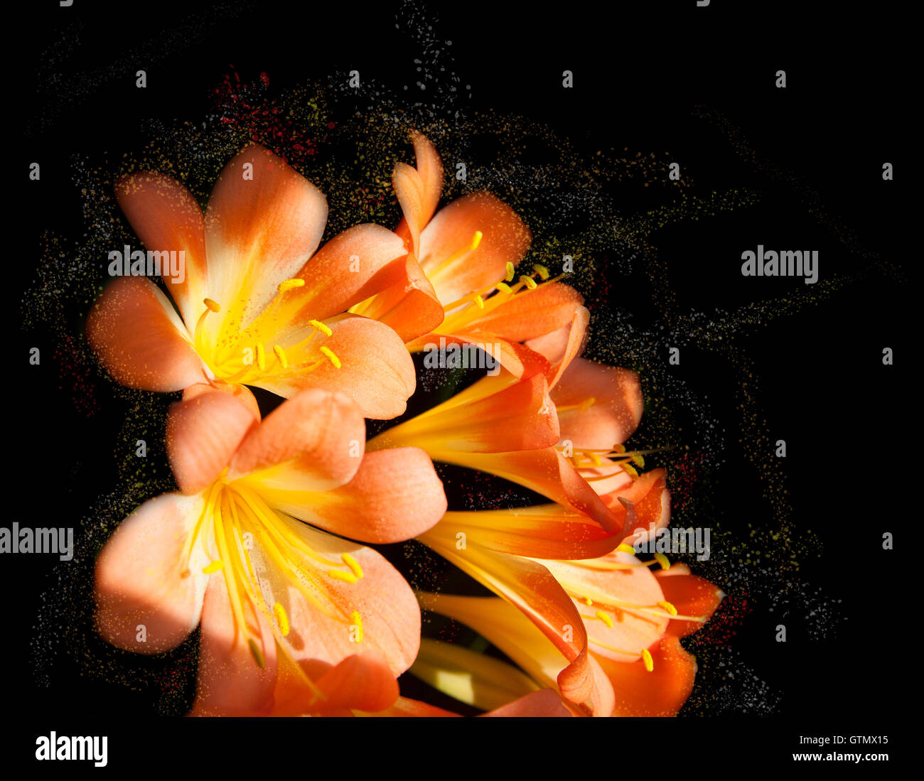 Clivia  is a genus of monocot flowering plants native to southern Africa. They are from the family Amaryllidaceae, subfamily Ama Stock Photo