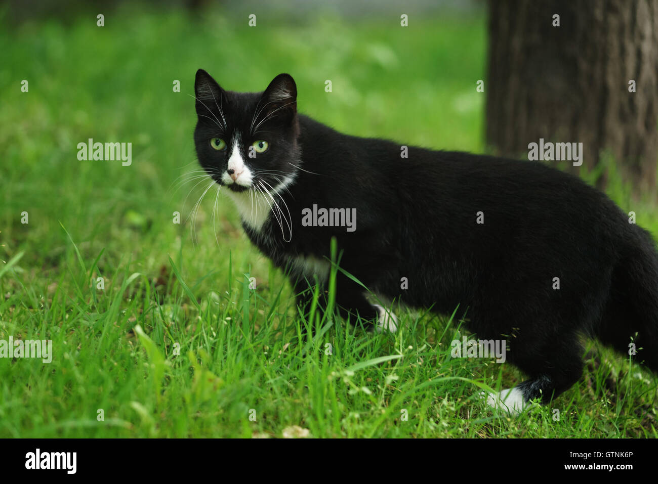 homeless black and white cat walking in the green grass Stock Photo - Alamy