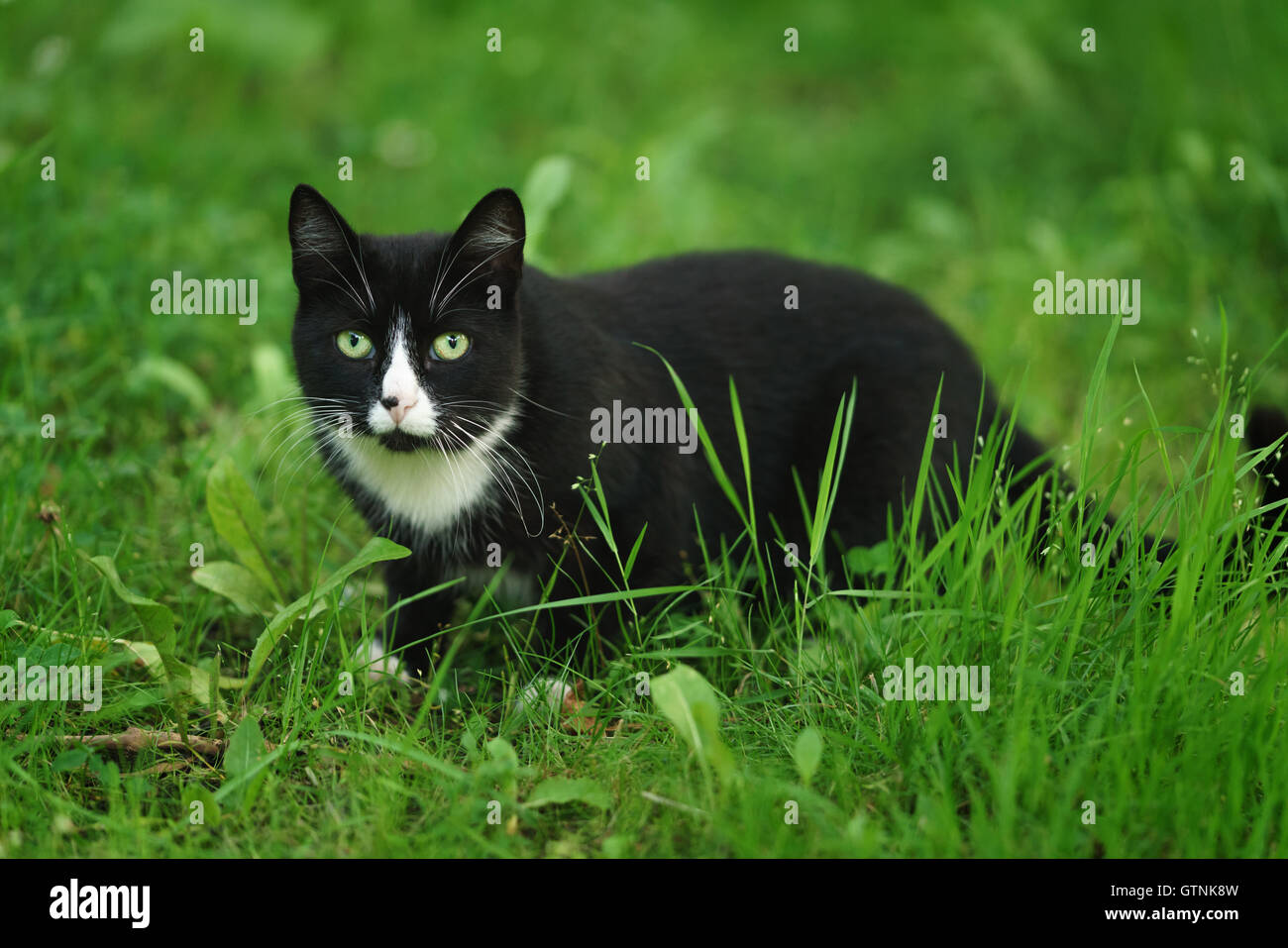 homeless black and white cat walking in the green grass Stock Photo - Alamy