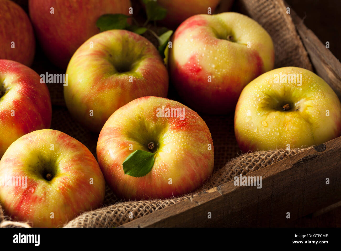 https://c8.alamy.com/comp/GTPCME/raw-organic-honeycrisp-apples-ready-to-eat-GTPCME.jpg
