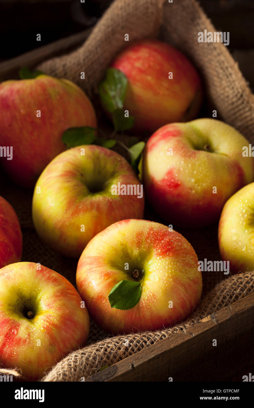 https://c8.alamy.com/comp/GTPCMF/raw-organic-honeycrisp-apples-ready-to-eat-GTPCMF.jpg