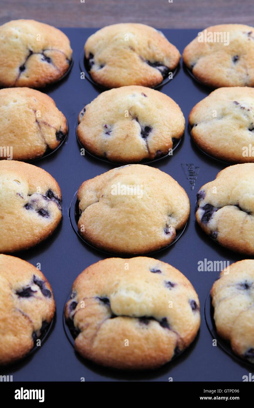Blueberry muffins in tin Stock Photo Alamy