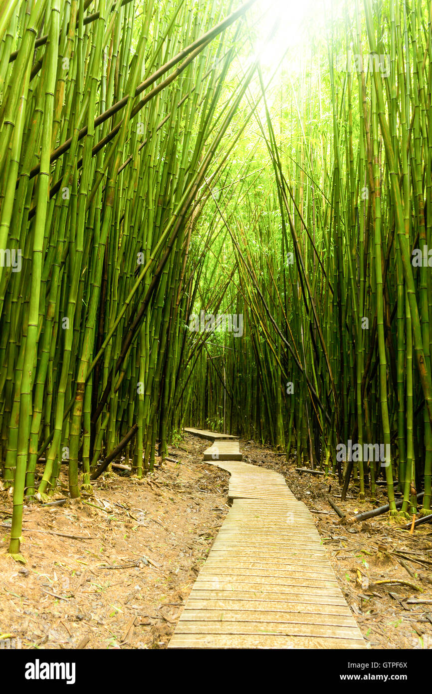 A beautiful bamboo forest walkway in Maui, Hi. vibrant green bamboo deep in the Maui