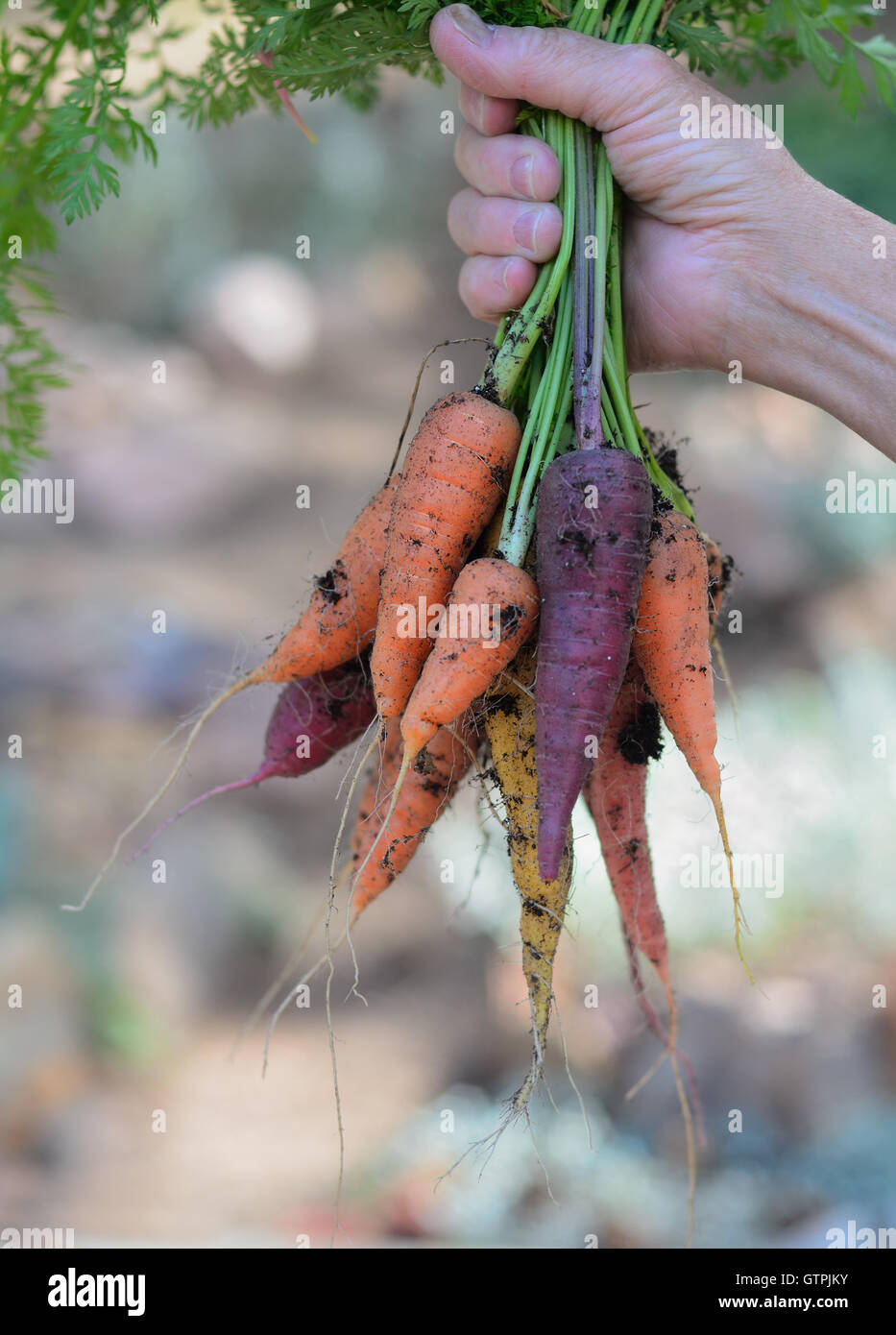 Freshly harvested Carrots Stock Photo