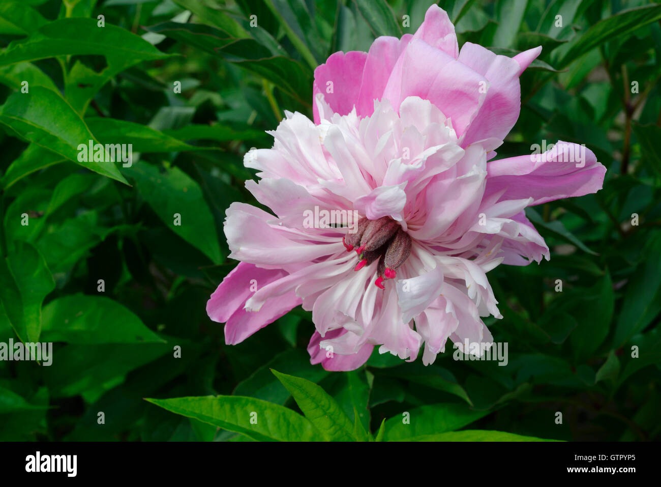 close up of blooming peony in a garden Stock Photo