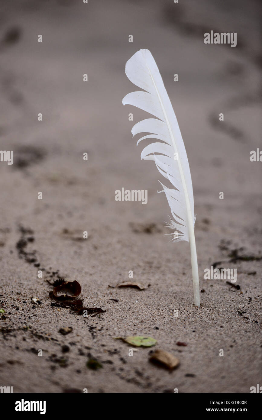 Stuck Feather High Resolution Stock Photography and Images Alamy