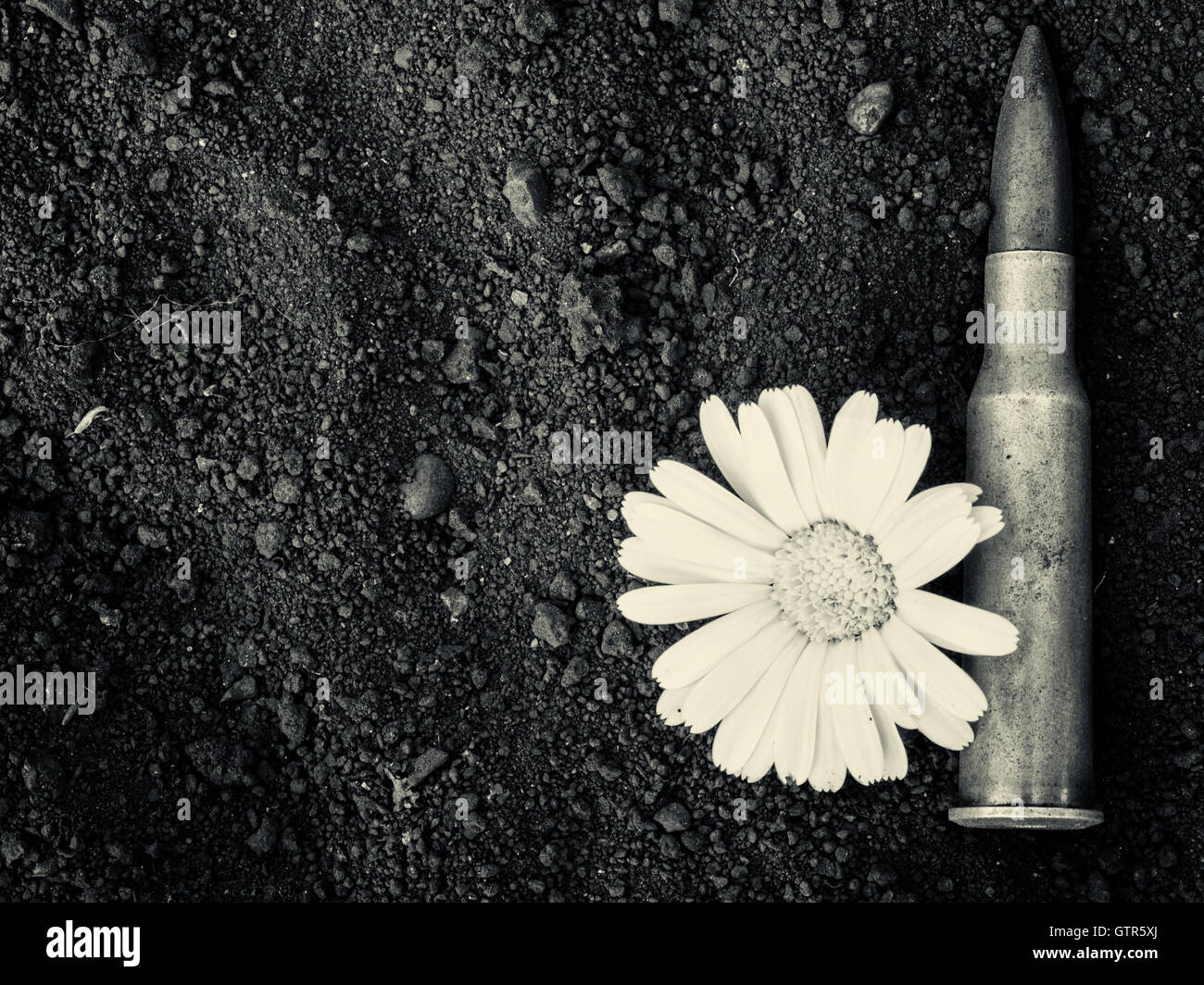 7.62mm bullet and ammunition shell with a yellow flower of peace resting on a dusty dirty background. Copy space area for design Stock Photo