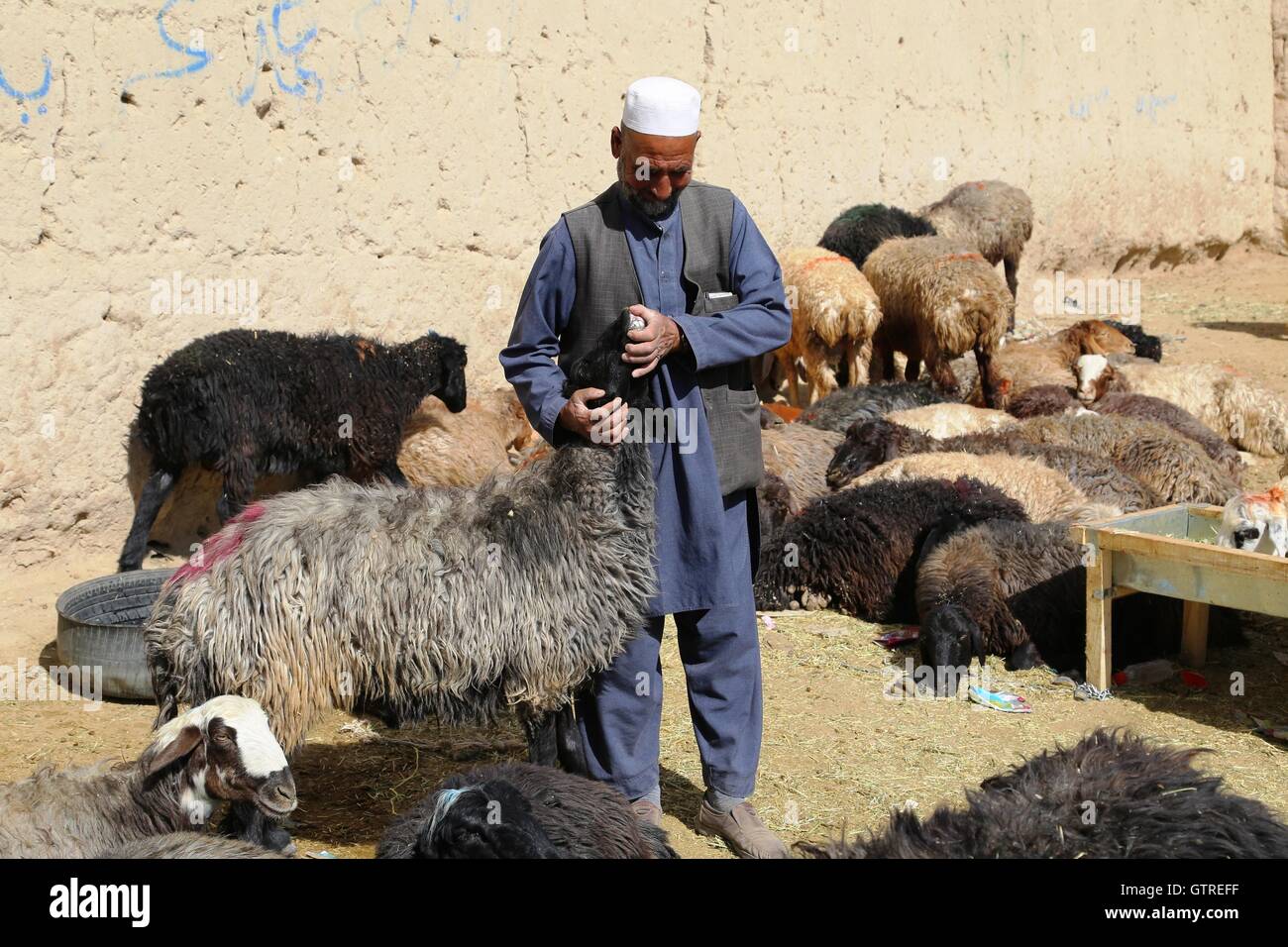 Ghazni, Afghanistan. 10th Sep, 2016. An Afghan man checks the teeth of a sheep to determine its age at a livestock market before the Eid al-Adha festival in Ghazni province, eastern Afghanistan, Sept. 10, 2016. Credit:  Sayed Mominzadah/Xinhua/Alamy Live News Stock Photo