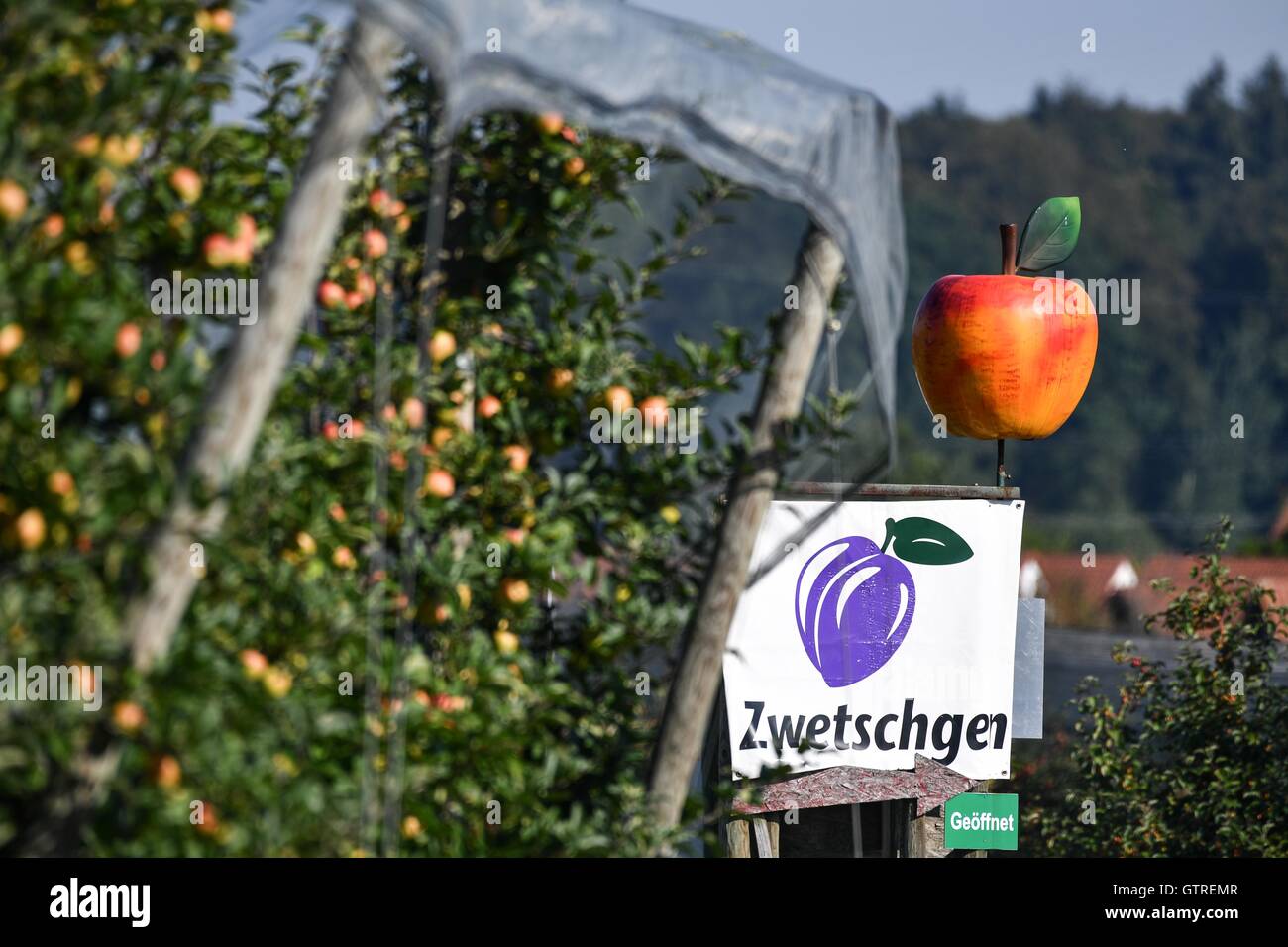 Friedrichshafen, Germany. 09th Sep, 2016. An over-sized plastic apple points out fruit for sale above a poster written with 'plums' in Friedrichshafen, Germany, 09 September 2016. Photo: FELIX KAESTLE/dpa/Alamy Live News Stock Photo