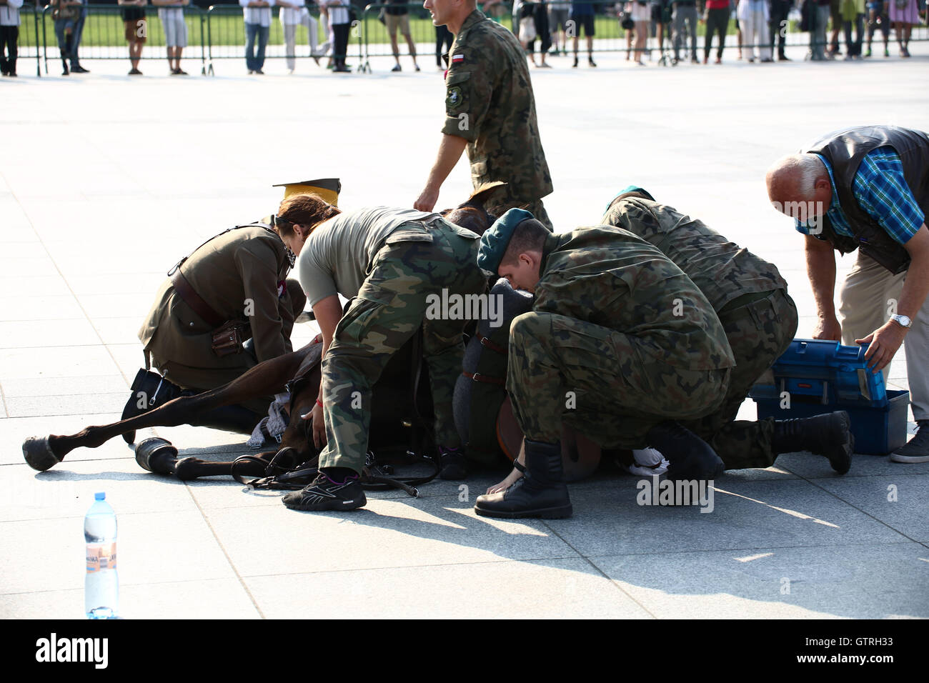 Poland, Warsaw, 10th September 2016: Garrison of Warsaw held cavalry celebration day of the Polish army. A horse collapsed of the hot temperature during the riding parade. Credit:  Jake Ratz/Alamy Live News Stock Photo