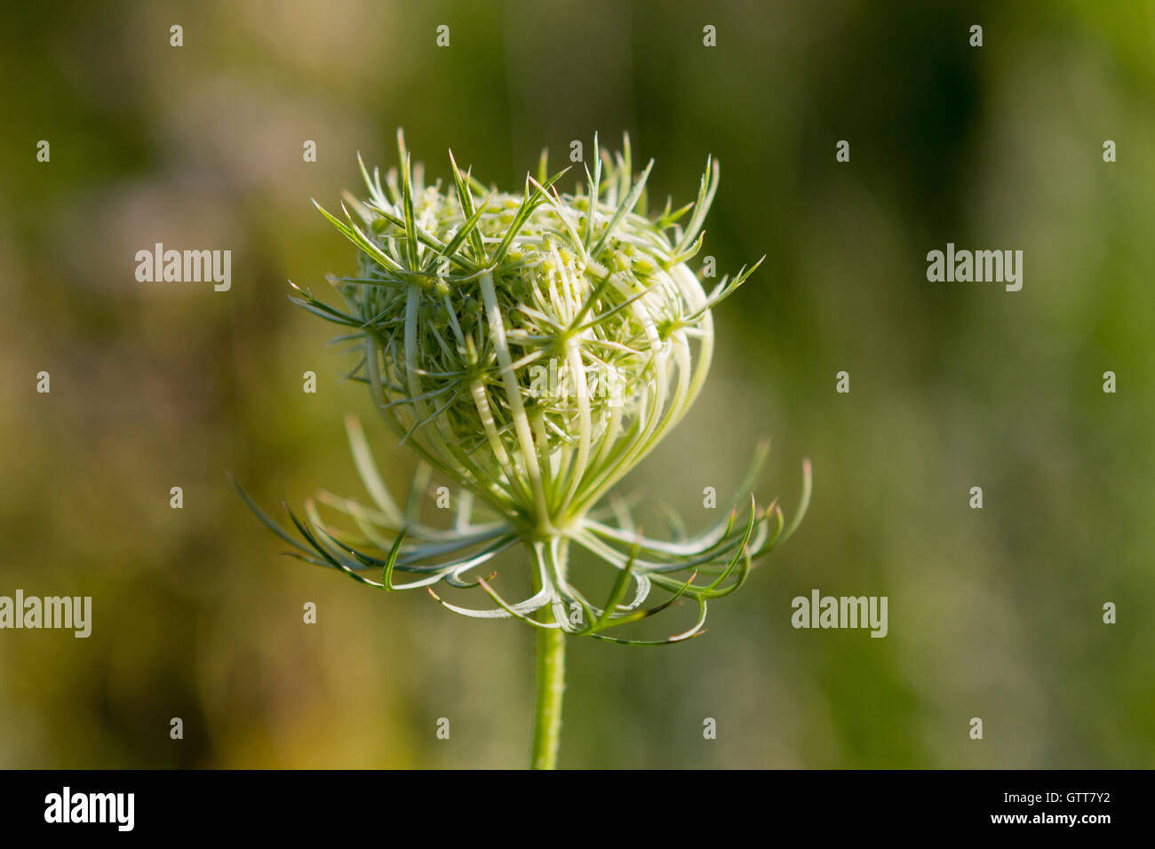 Queen Anne's Lace Bud Closeup Stock Photo - Alamy