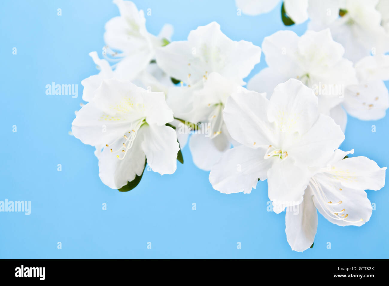 Close-up of white azalea blossom cluster against a blue background. Stock Photo