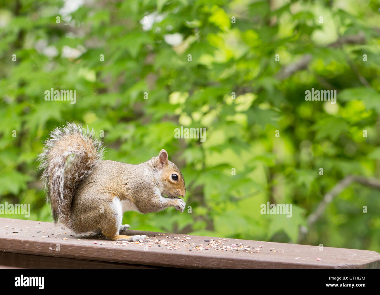 Eastern gray squirrel eating seeds while sitting on deck rail, with