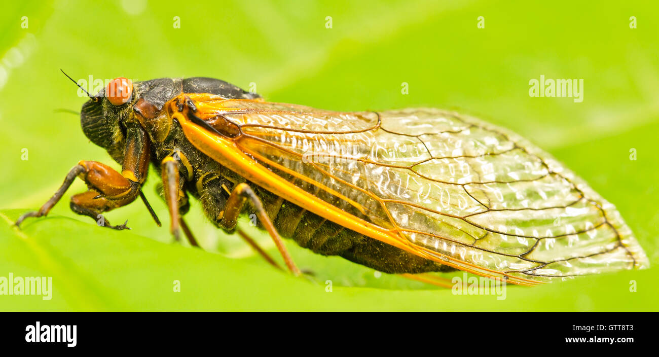 A 2013 periodical cicadas, known as the Magicicada Brood II, lived