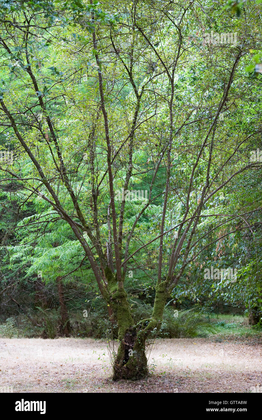 Quercus. Young oak tree in woodland. Stock Photo