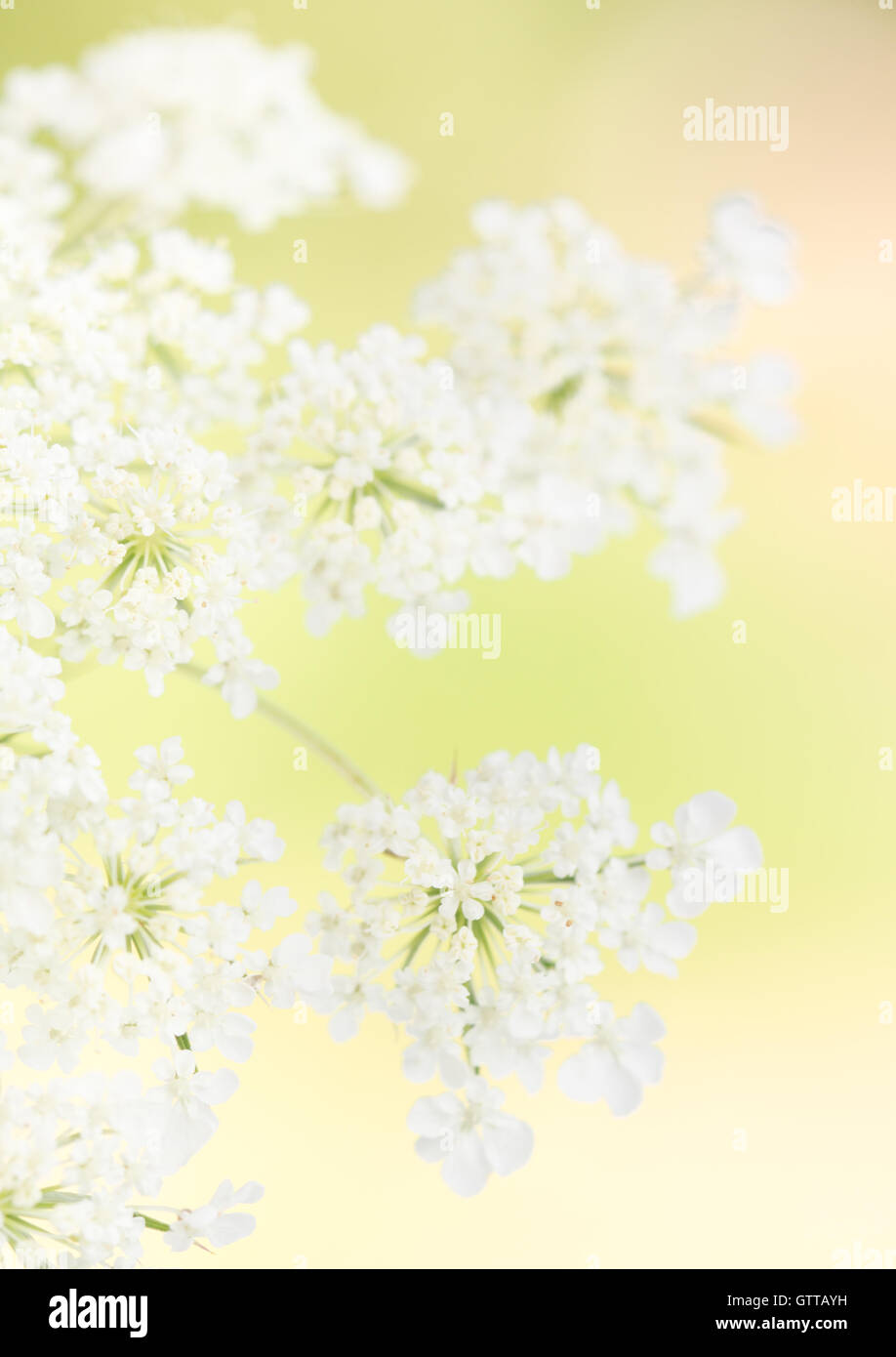 Hoa Queen Anne\'s Lace - Với vẻ đẹp tinh khôi và thanh lịch, hoa Queen Anne\'s Lace là một trong những loài hoa được yêu thích nhất trên thế giới. Với sự kết hợp hoàn hảo giữa màu trắng tinh khôi và những cánh hoa nhiều tầng, hoa Queen Anne\'s Lace mang đến cho bạn cảm giác ngọt ngào và thanh thản. Hãy đắm mình vào những hình ảnh tuyệt đẹp về loài hoa này.