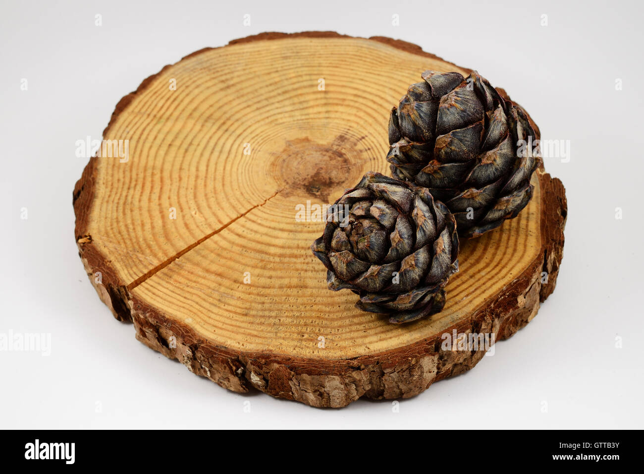 Wooden Circle With A Split Cut Of The Log Stock Photo, Picture and Royalty  Free Image. Image 11874051.