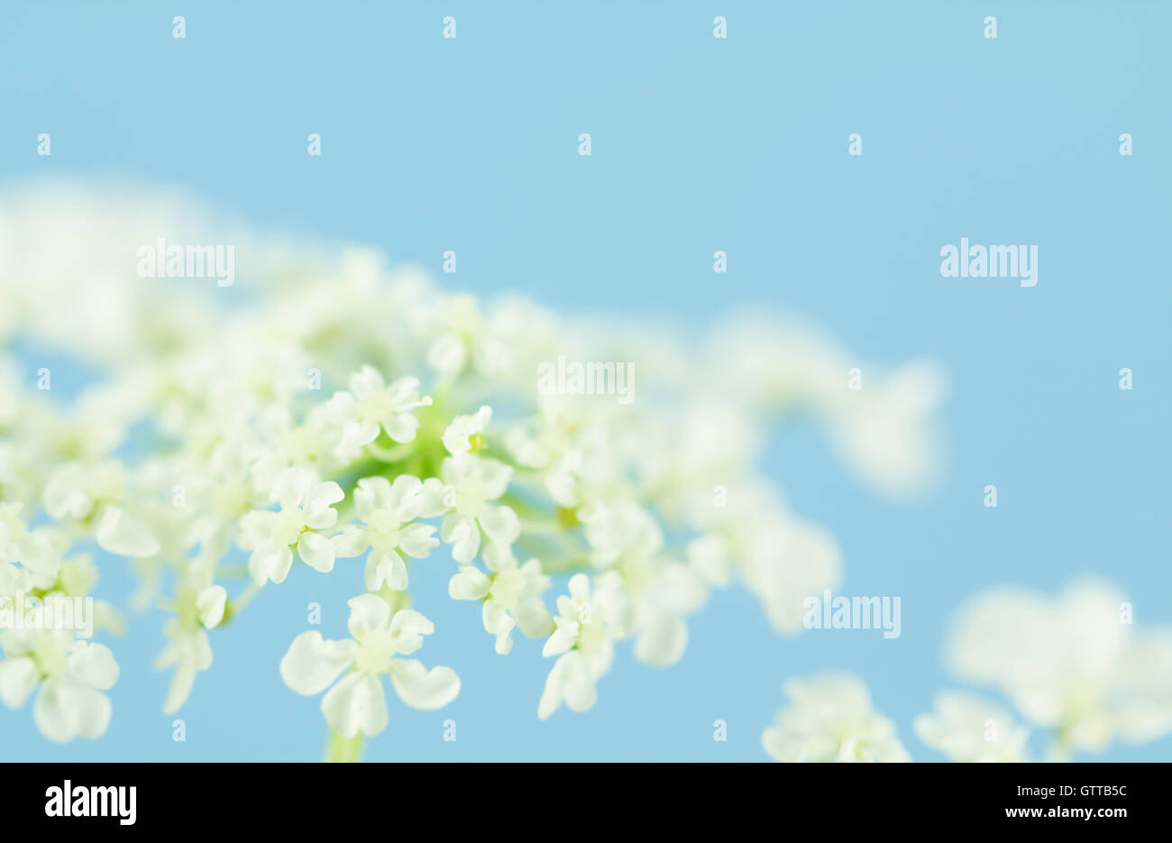 Clusters of Queen Anne's Lace blossoms on pastel  blue background, Stock Photo