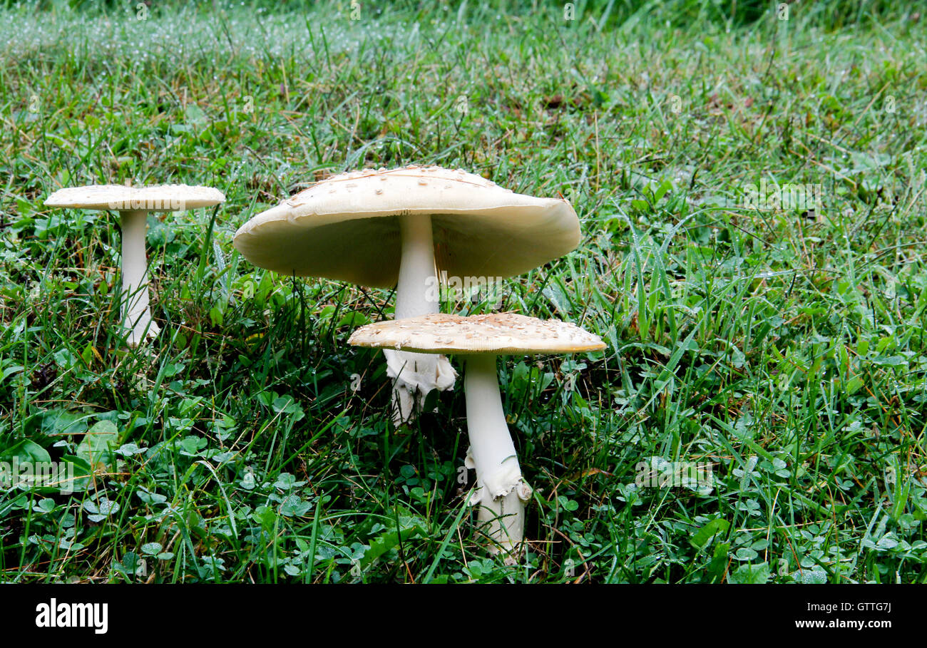 Poisonous mushrooms growing on a green meadow grassland Stock Photo