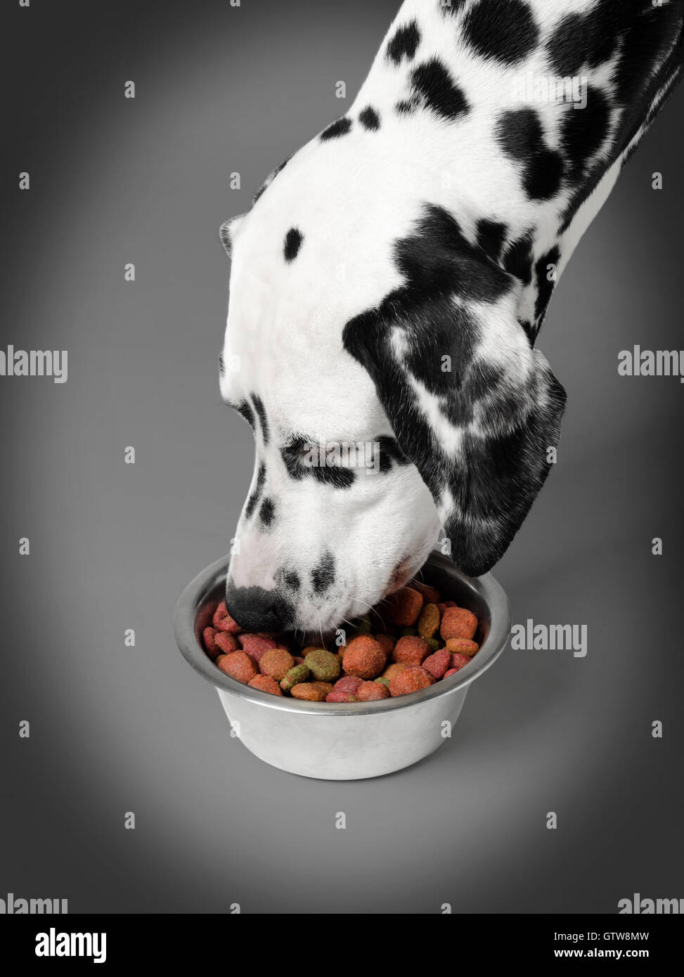 Dalmatian dog eating dry food from a bowl Stock Photo Alamy