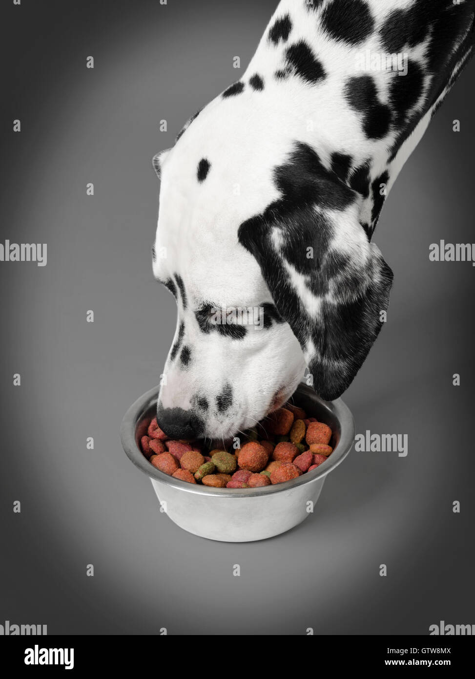 Dalmatian dog eating dry food from a bowl Stock Photo Alamy