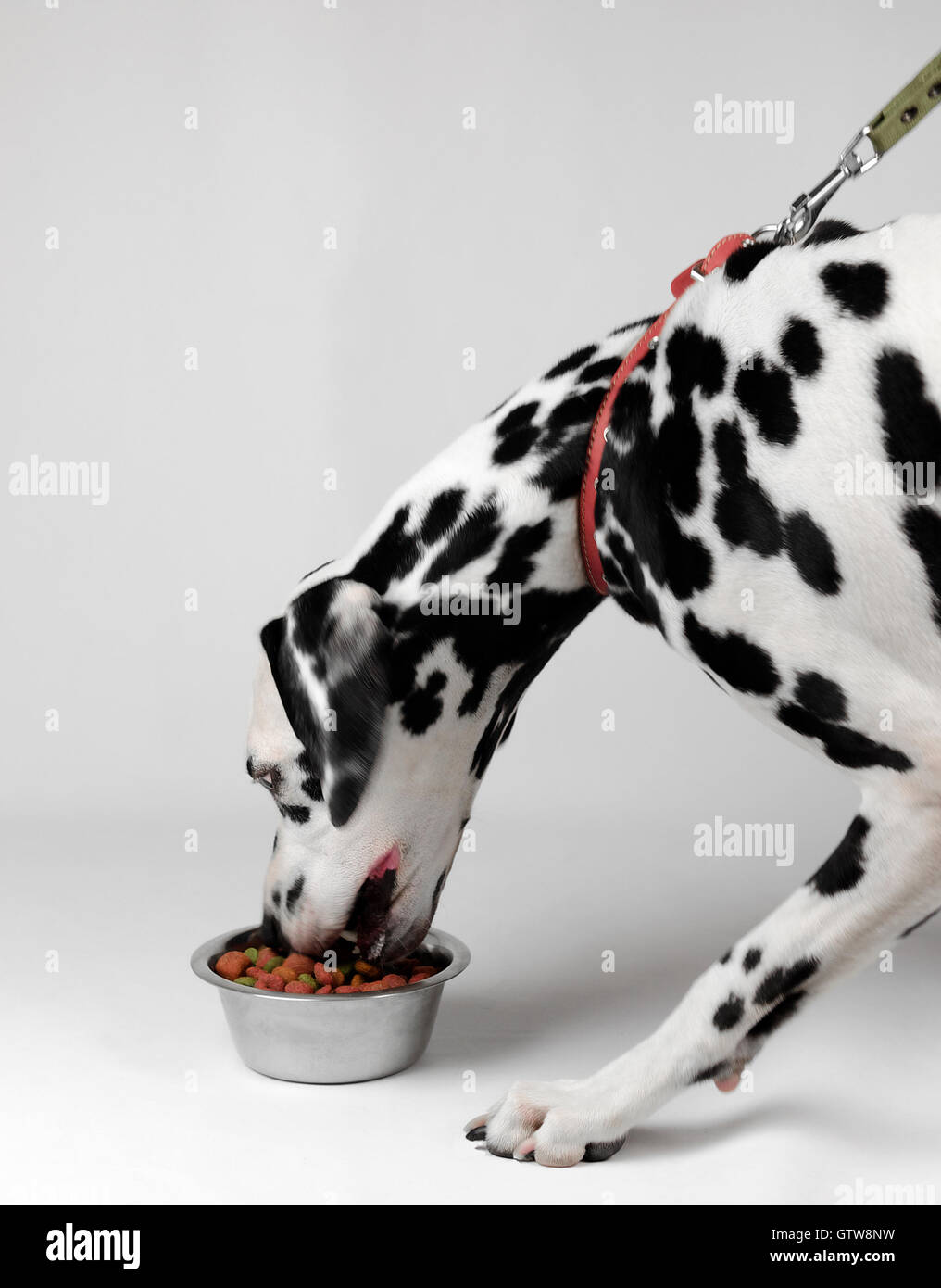 Dalmatian dog eating dry food from a bowl Stock Photo Alamy