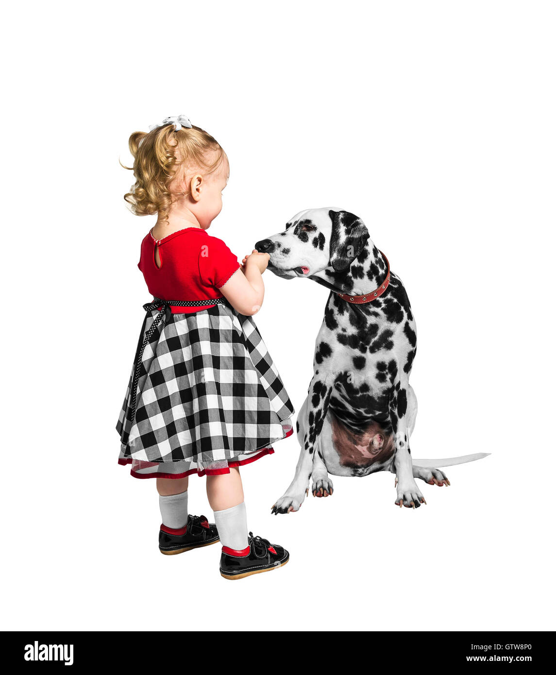 Little girl gives something Dalmatian dog and he sniffs Stock Photo