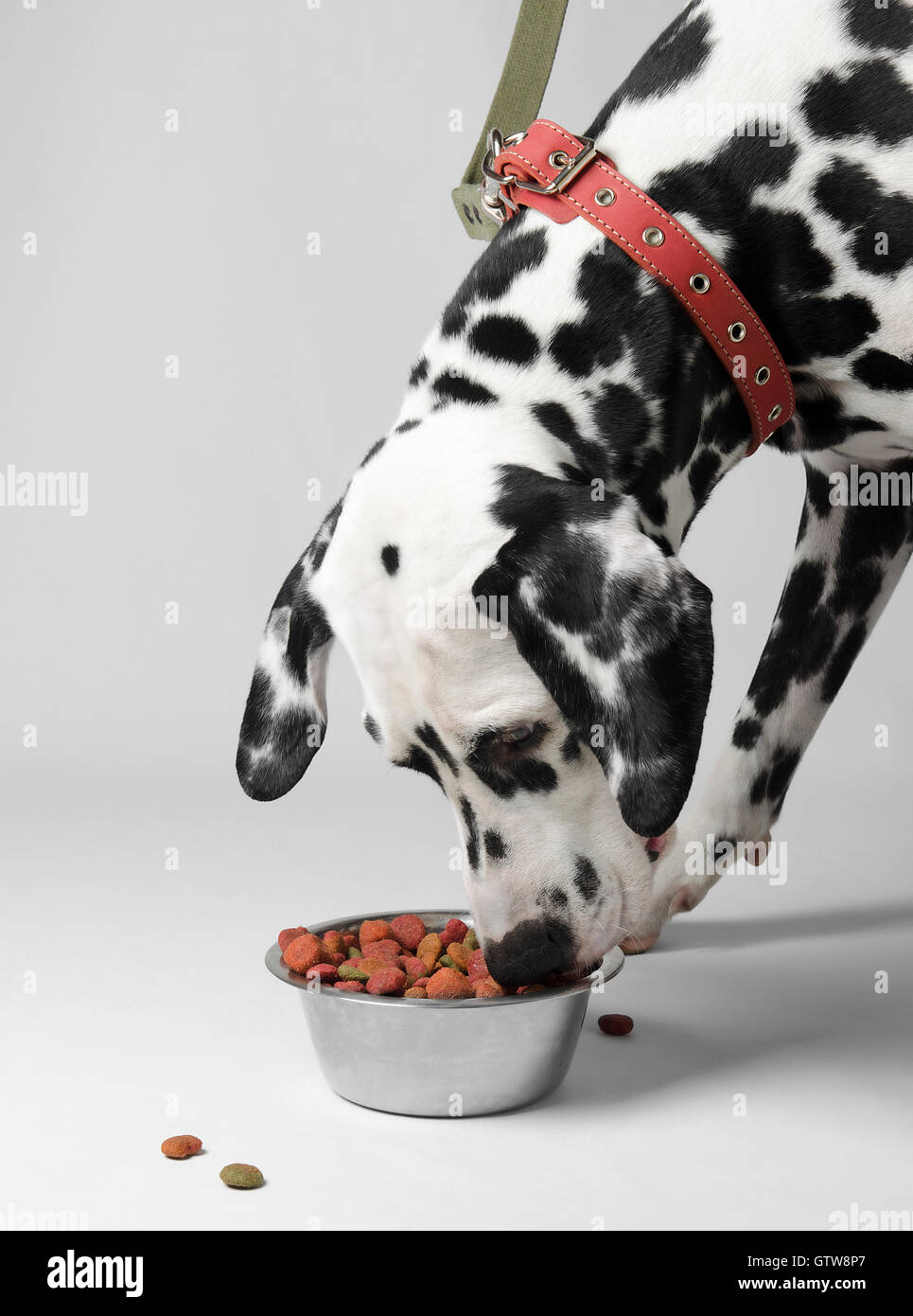 Dalmatian puppy outlet food