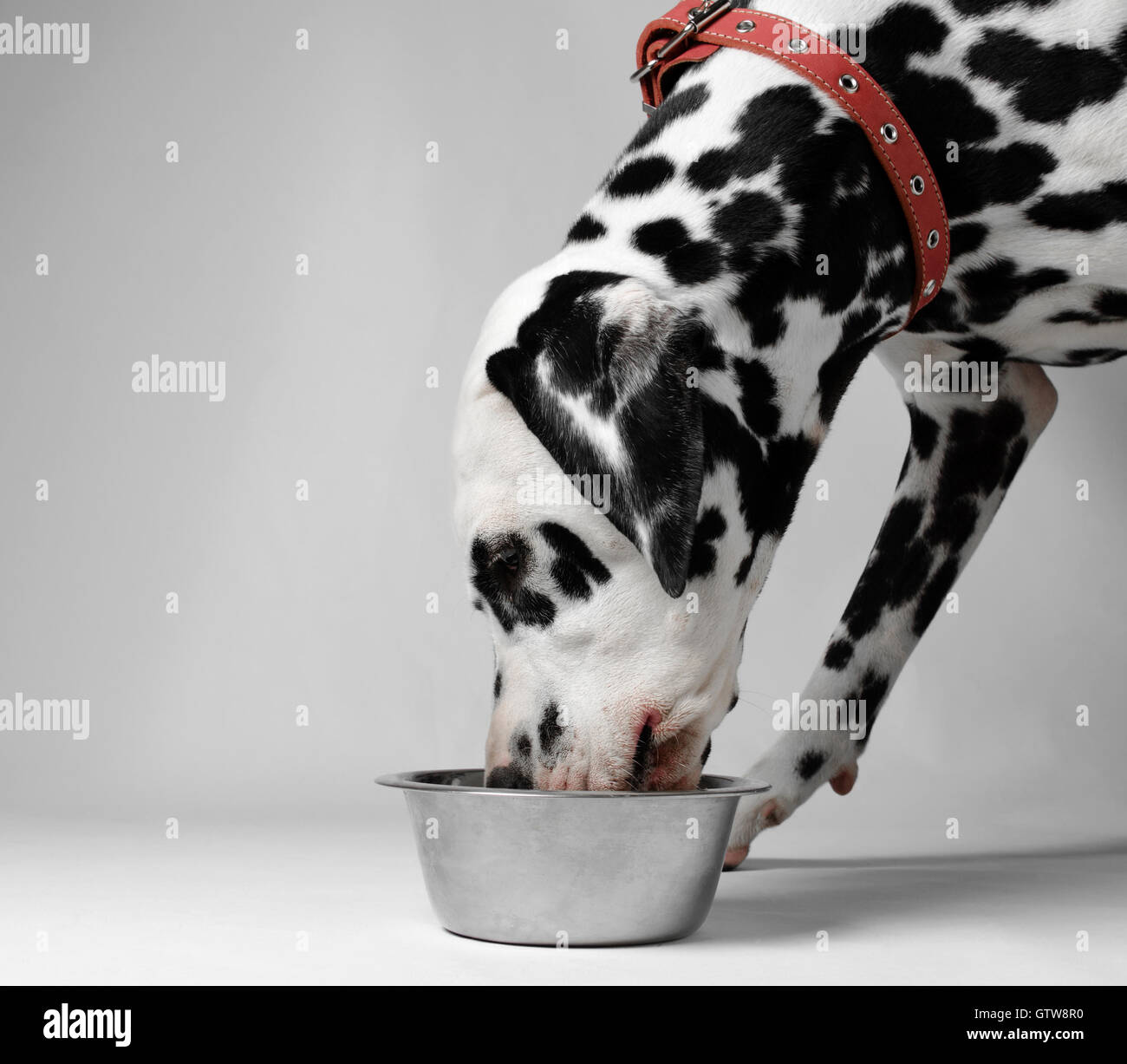 Dalmatian dog eating dry food from a bowl Stock Photo Alamy